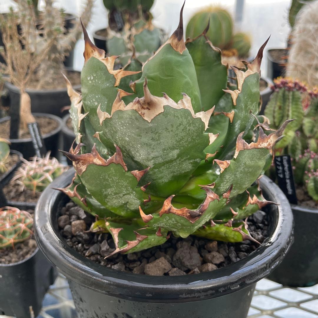 Agave アガベ チタノタ 姫厳竜 親株 5号菊鉢