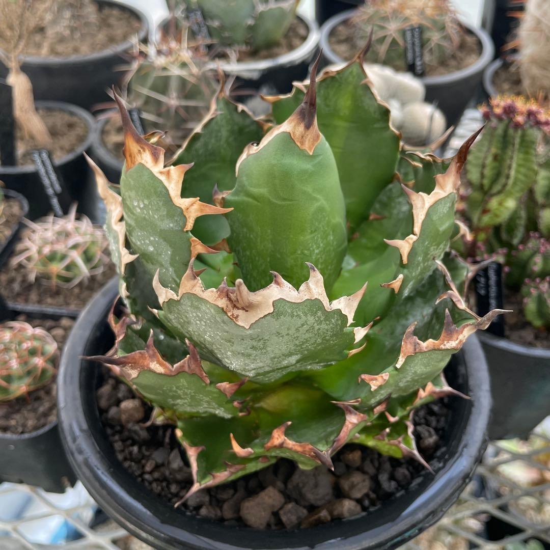 Agave アガベ チタノタ 姫厳竜 親株 5号菊鉢