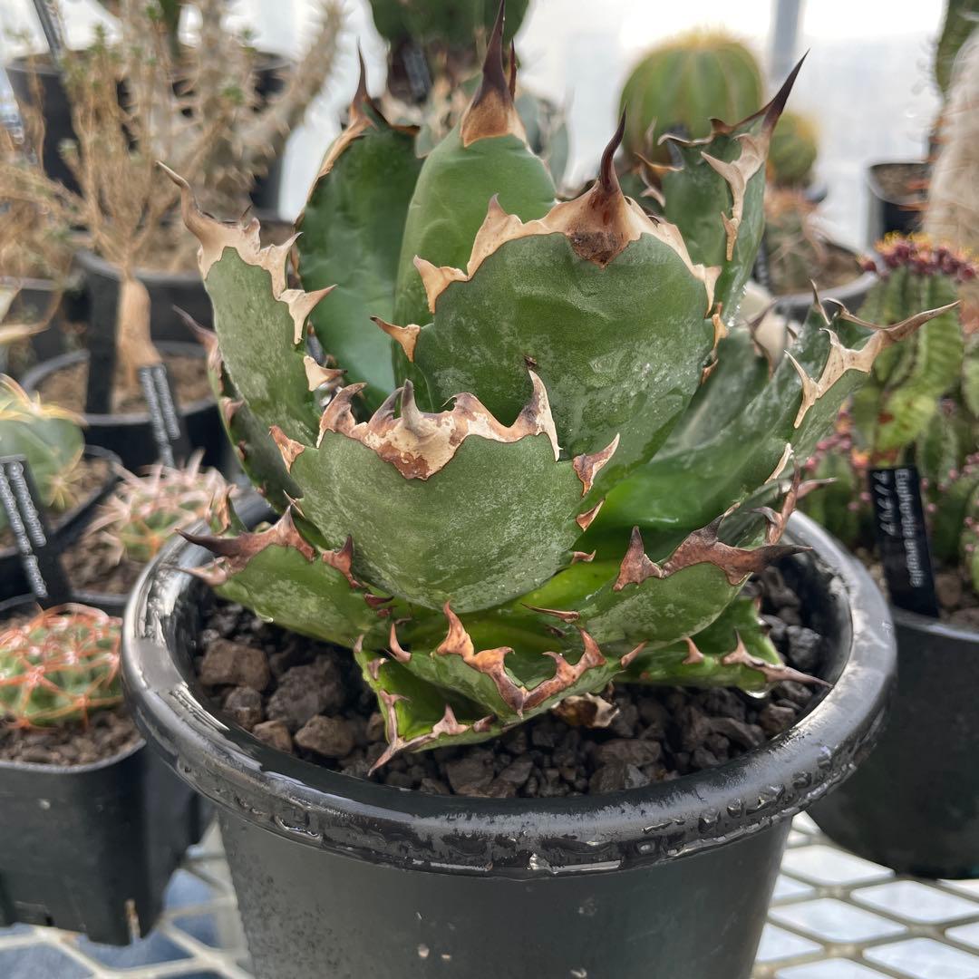 Agave アガベ チタノタ 姫厳竜 親株 5号菊鉢