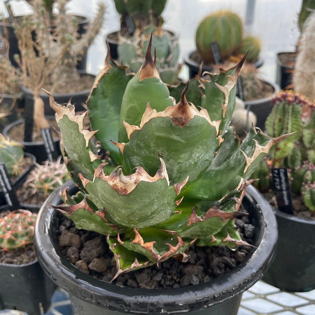 Agave アガベ チタノタ 姫厳竜 親株 5号菊鉢