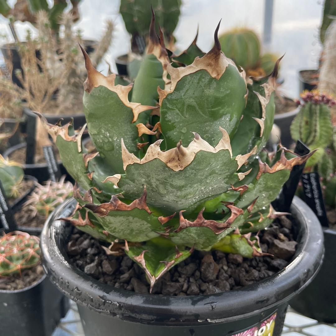 Agave アガベ チタノタ 姫厳竜 親株 5号菊鉢
