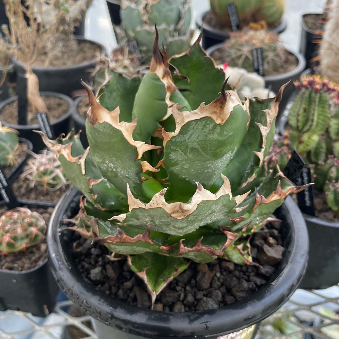 Agave アガベ チタノタ 姫厳竜 親株 5号菊鉢
