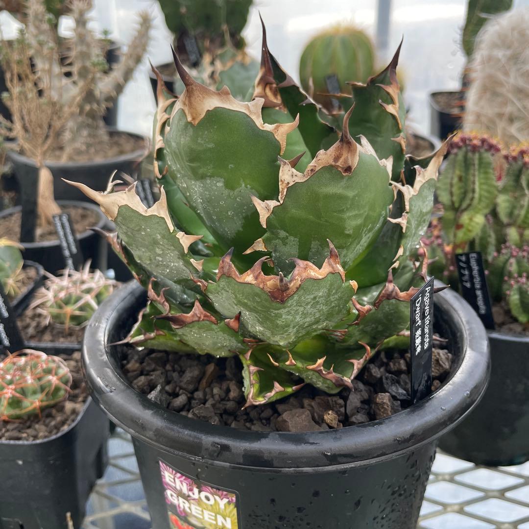 Agave アガベ チタノタ 姫厳竜 親株 5号菊鉢