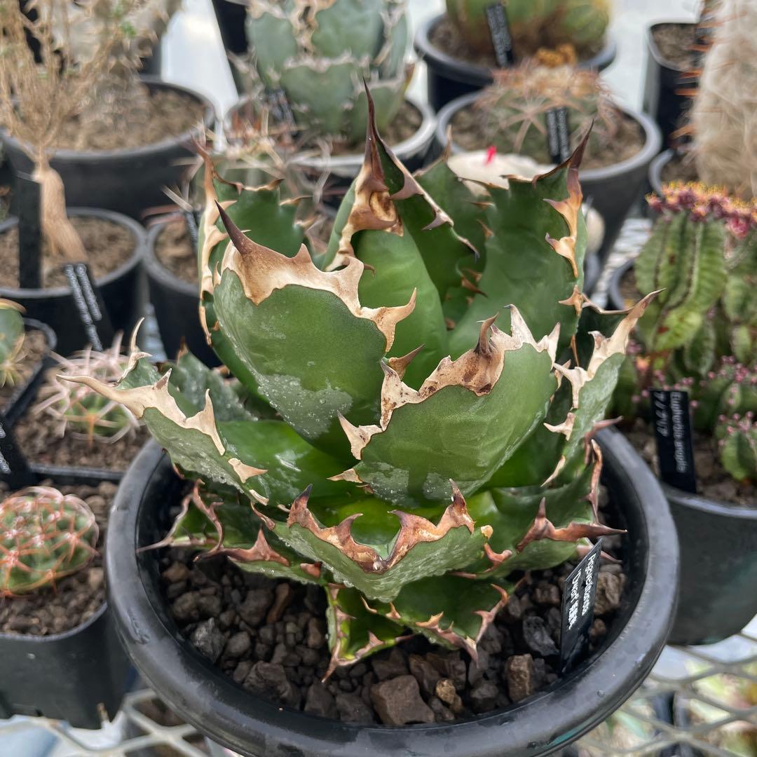 Agave アガベ チタノタ 姫厳竜 親株 5号菊鉢