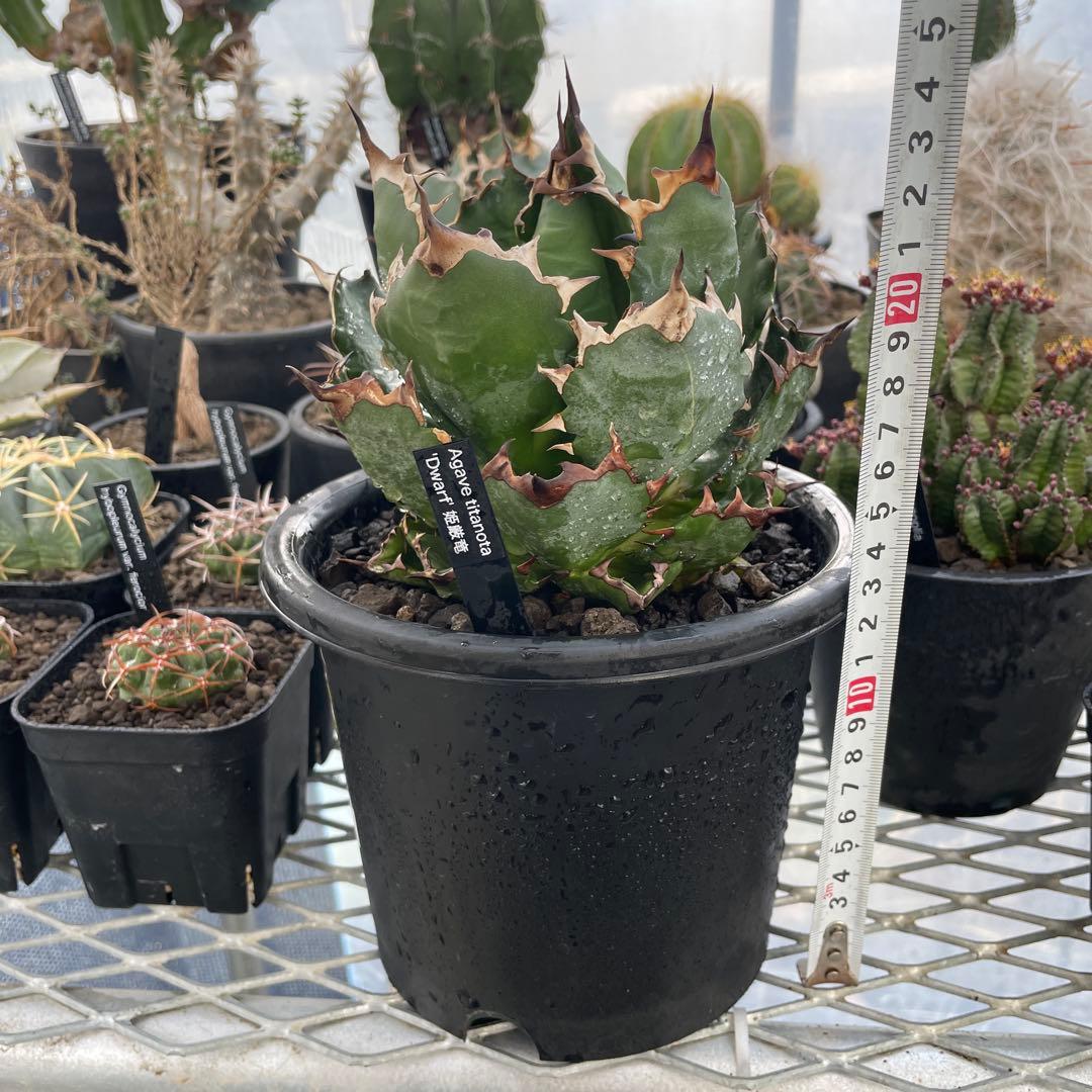 Agave アガベ チタノタ 姫厳竜 親株 5号菊鉢