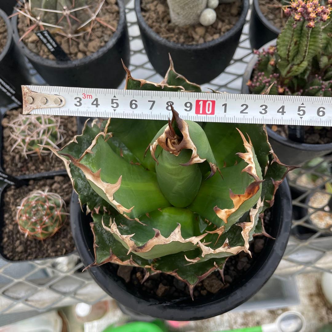 Agave アガベ チタノタ 姫厳竜 親株 5号菊鉢