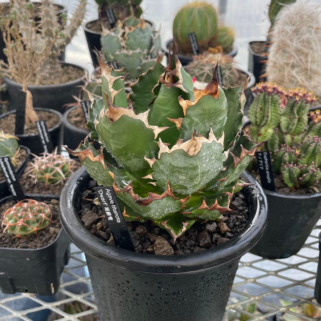 Agave アガベ チタノタ 姫厳竜 親株 5号菊鉢