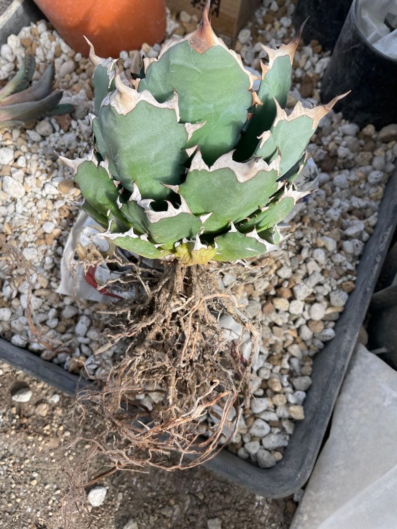 Agave アガベ チタノタ 姫厳竜 親株 5号菊鉢