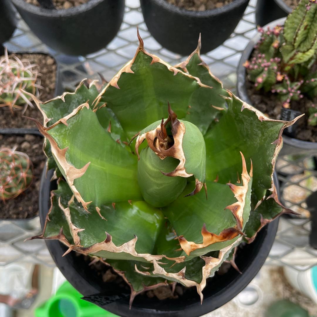Agave アガベ チタノタ 姫厳竜 親株 5号菊鉢