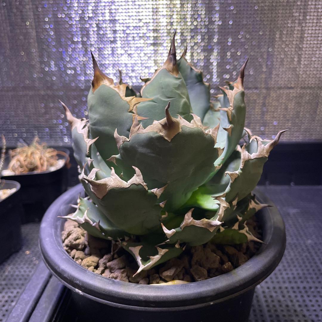 Agave アガベ チタノタ 姫厳竜 親株 5号菊鉢
