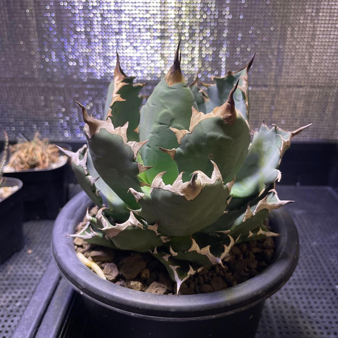 Agave アガベ チタノタ 姫厳竜 親株 5号菊鉢