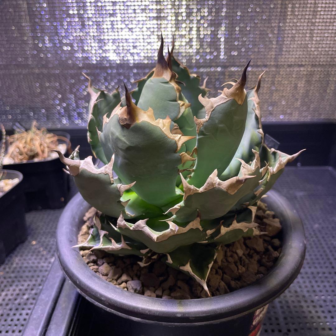 Agave アガベ チタノタ 姫厳竜 親株 5号菊鉢