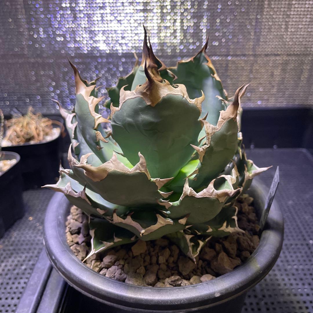 Agave アガベ チタノタ 姫厳竜 親株 5号菊鉢