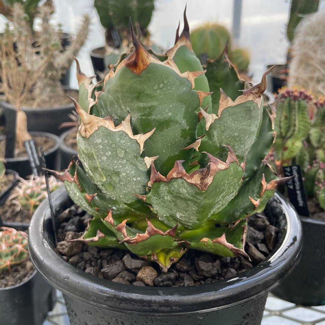 Agave アガベ チタノタ 姫厳竜 親株 5号菊鉢