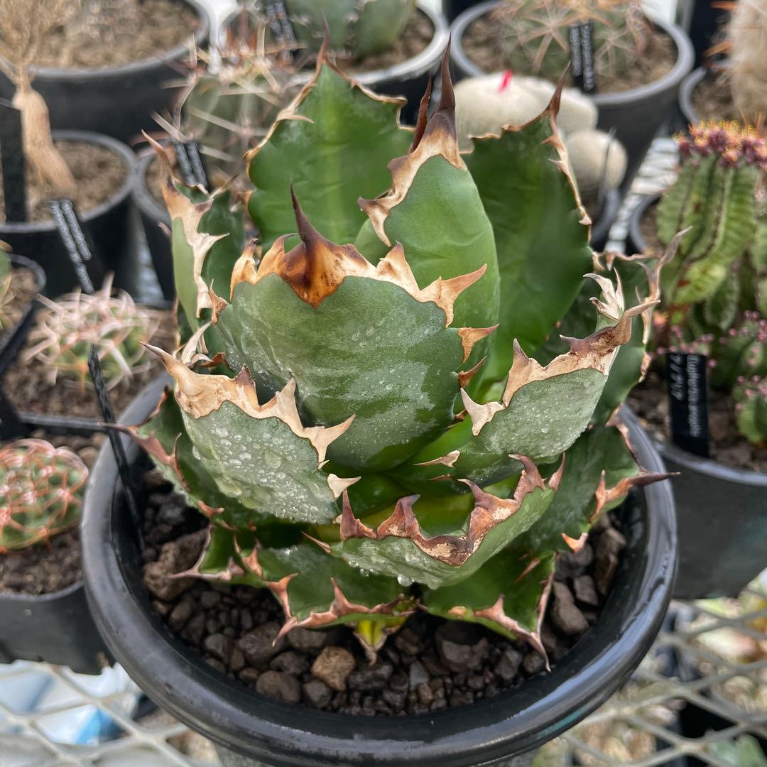 Agave アガベ チタノタ 姫厳竜 親株 5号菊鉢