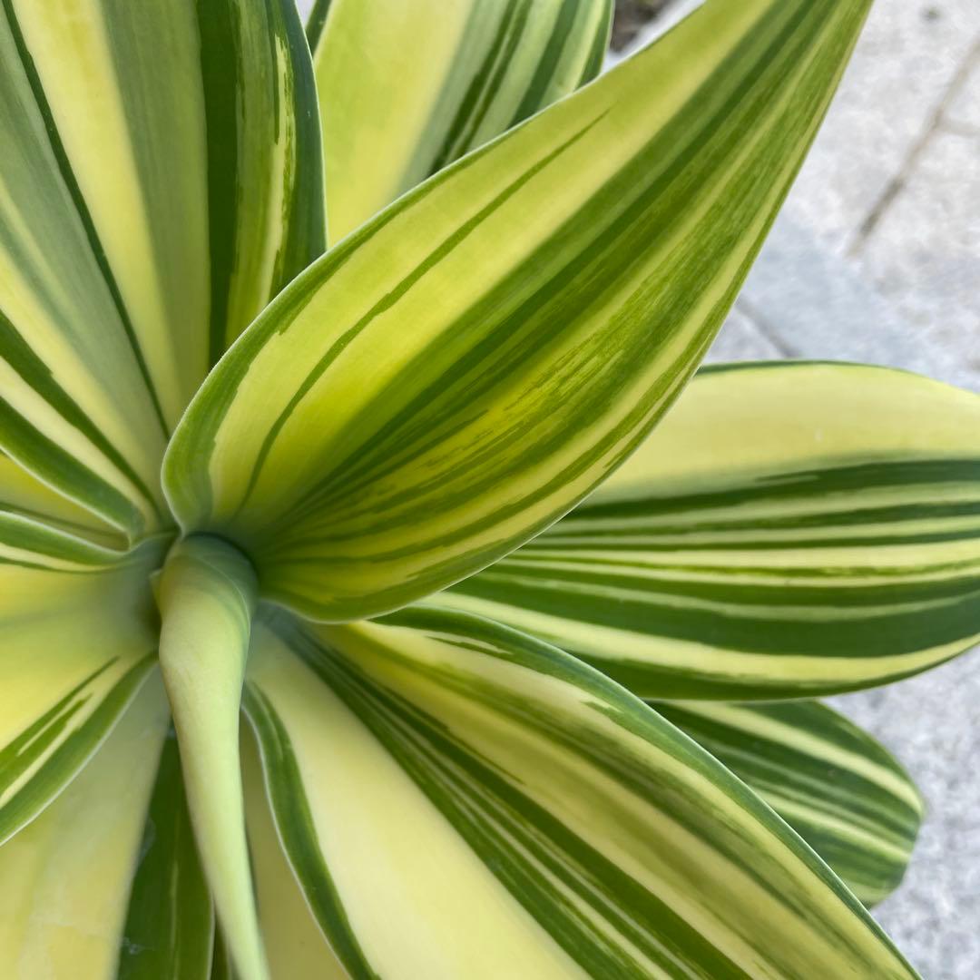 アガベ　アテナータ　イエローストライプ　縞斑　特選三色斑　極上　/ 翡翠盤