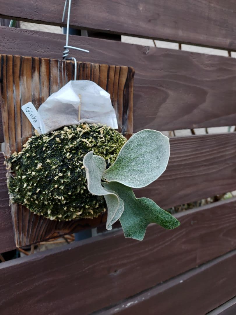 Ginka　胞子培養　ビカクシダ　コウモリラン