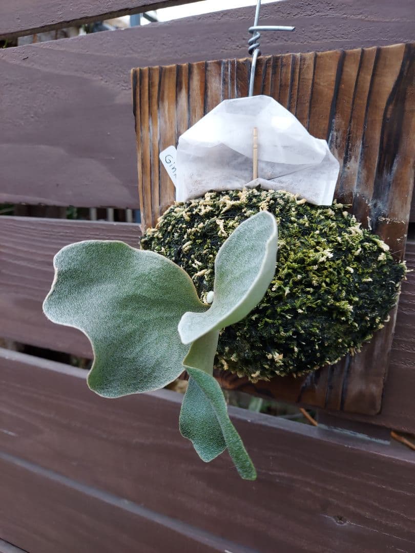 Ginka　胞子培養　ビカクシダ　コウモリラン