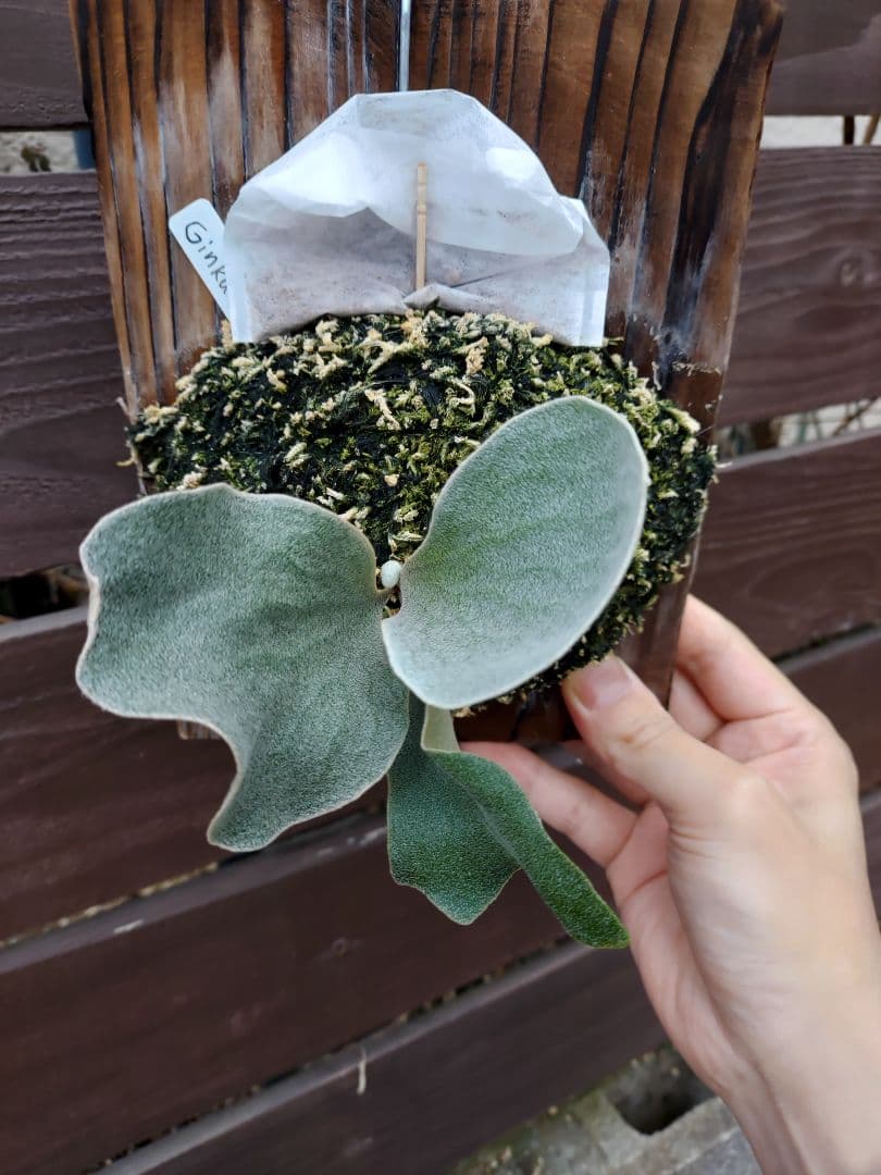 Ginka　胞子培養　ビカクシダ　コウモリラン