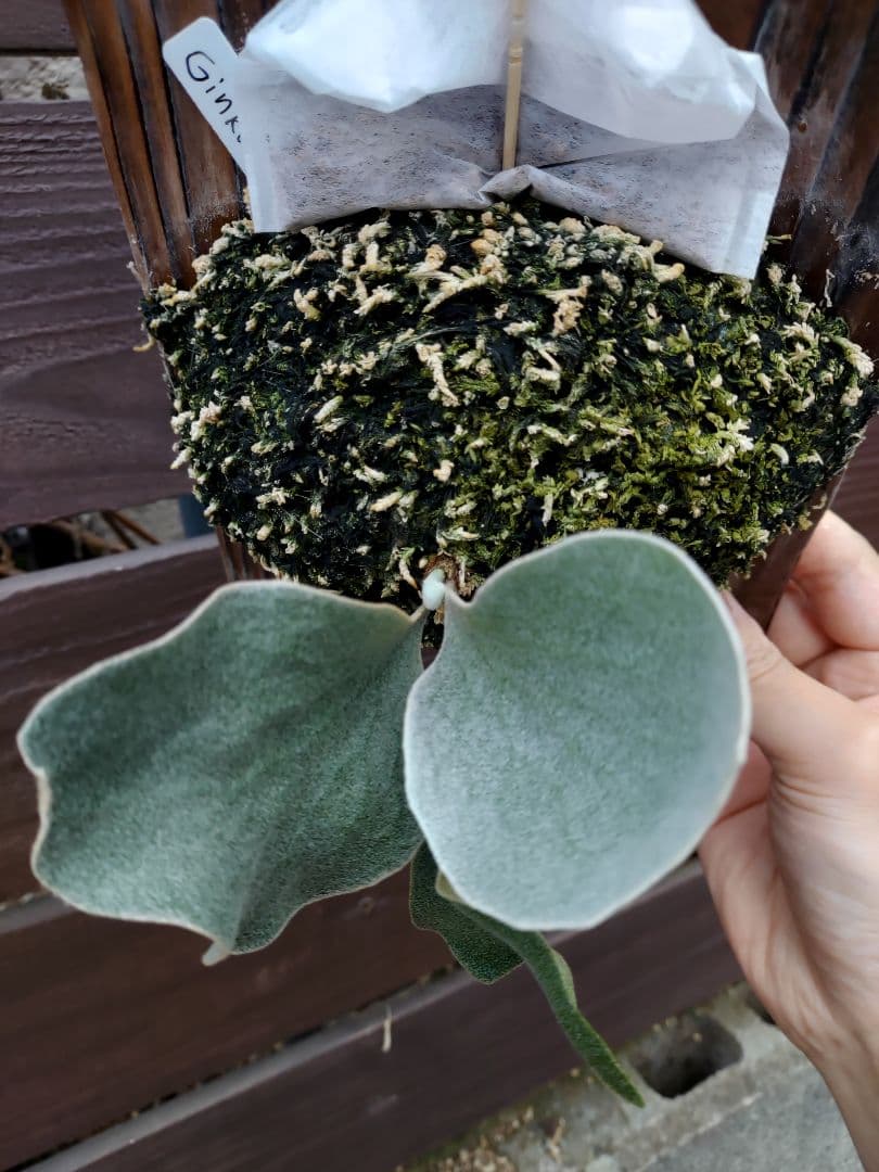 Ginka　胞子培養　ビカクシダ　コウモリラン