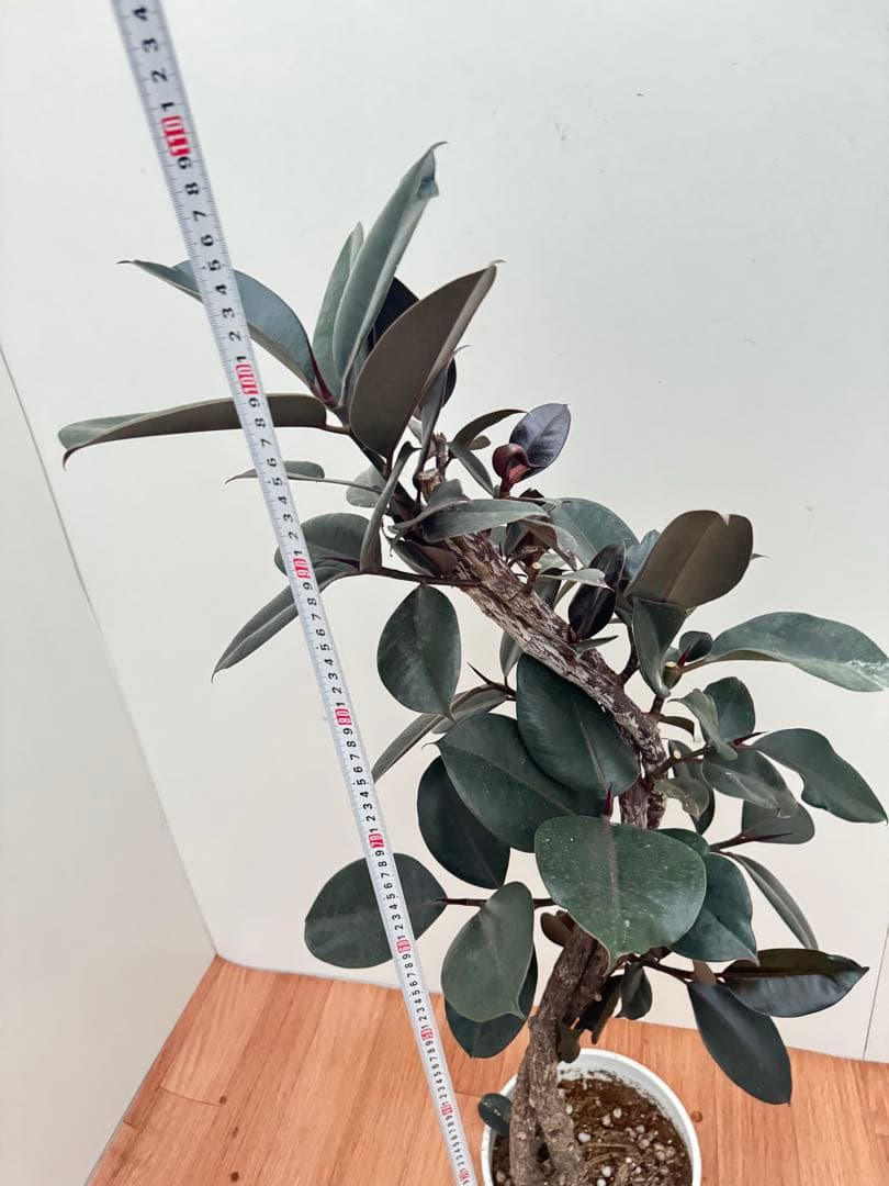 フィカス　バーガンディ曲がり　11