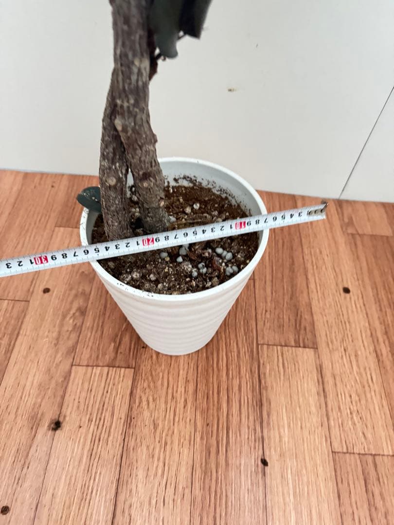 フィカス　バーガンディ曲がり　11