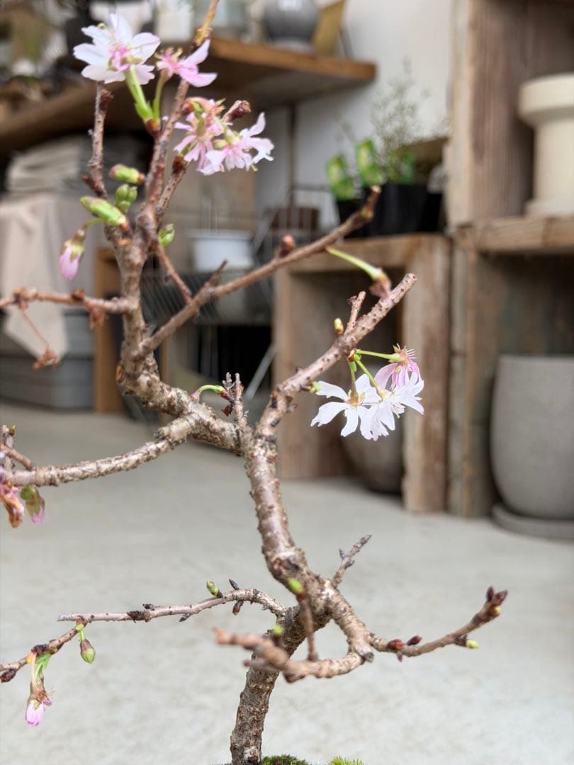 十月桜