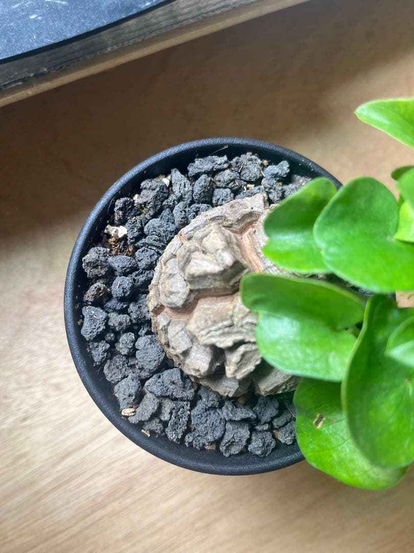 塊根6センチ 亀甲竜 アフリカ亀甲竜 ディオスコレア エレファンティペス