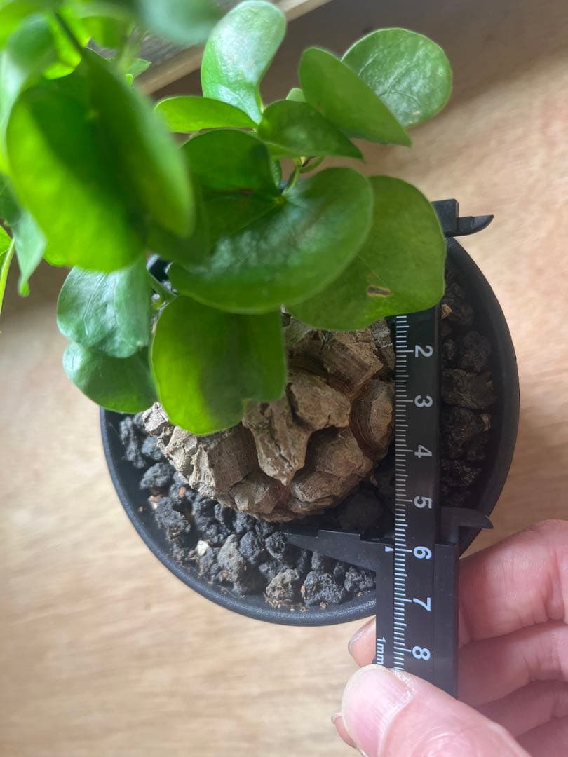 塊根6センチ 亀甲竜 アフリカ亀甲竜 ディオスコレア エレファンティペス