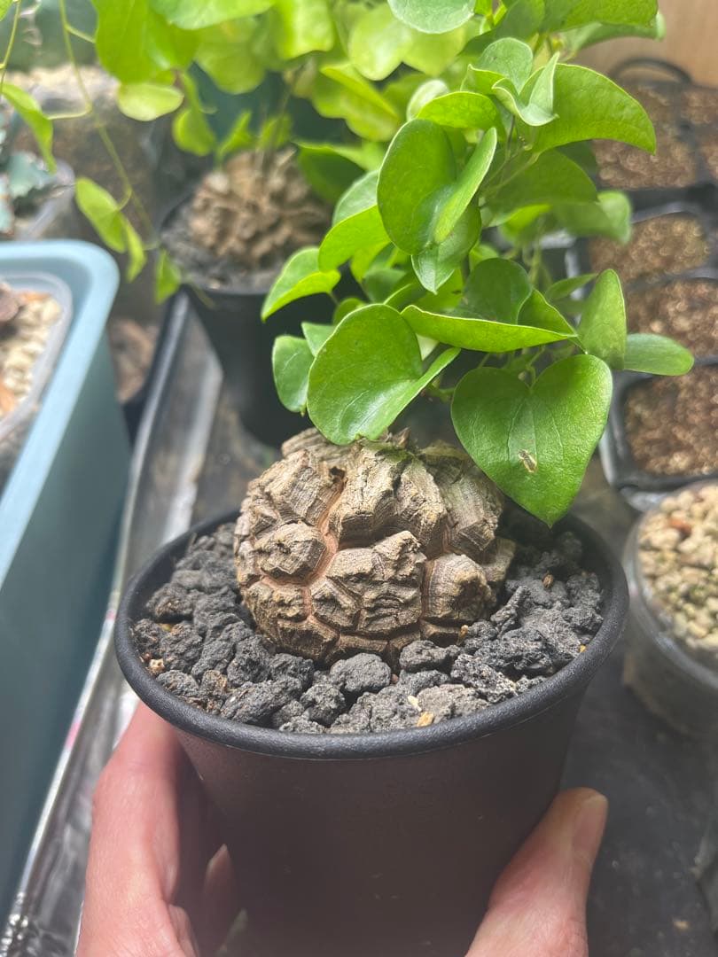 塊根6センチ 亀甲竜 アフリカ亀甲竜 ディオスコレア エレファンティペス