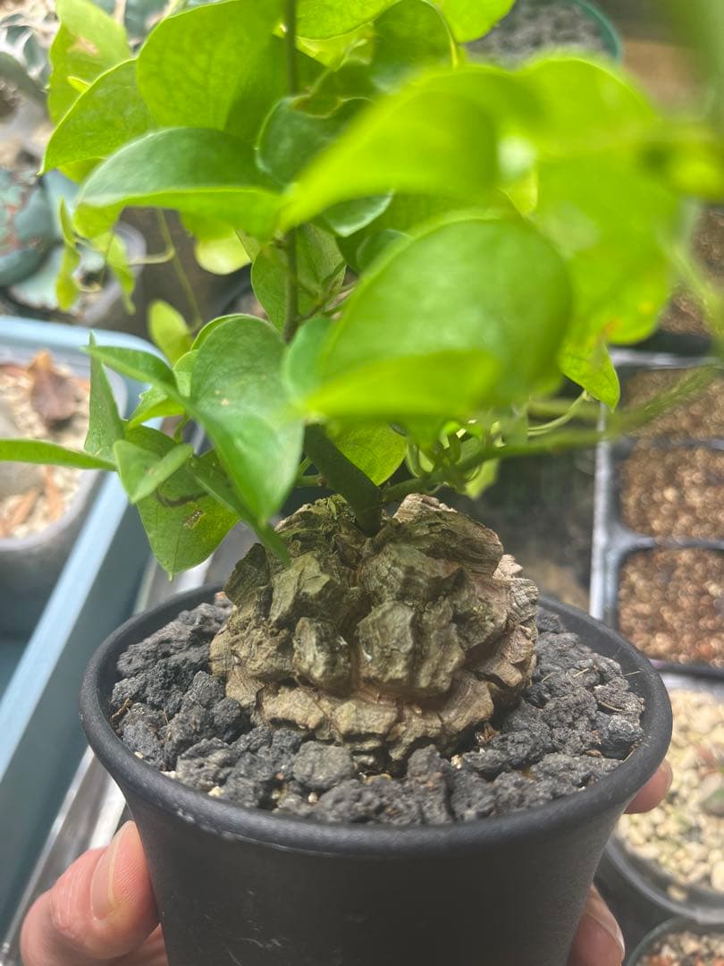 塊根6センチ 亀甲竜 アフリカ亀甲竜 ディオスコレア エレファンティペス