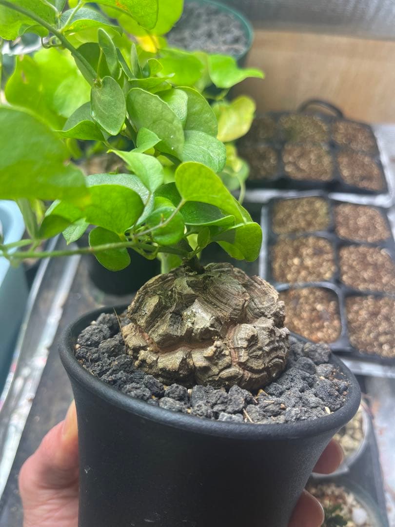 塊根6センチ 亀甲竜 アフリカ亀甲竜 ディオスコレア エレファンティペス