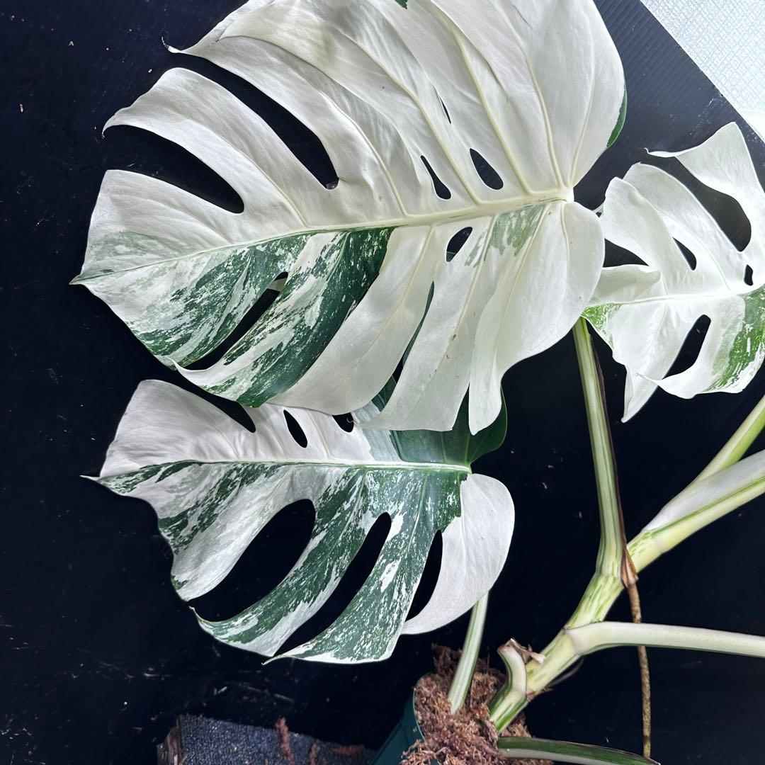m*o様 斑入りモンステラ ホワイトタイガー極美大株77cm白斑多