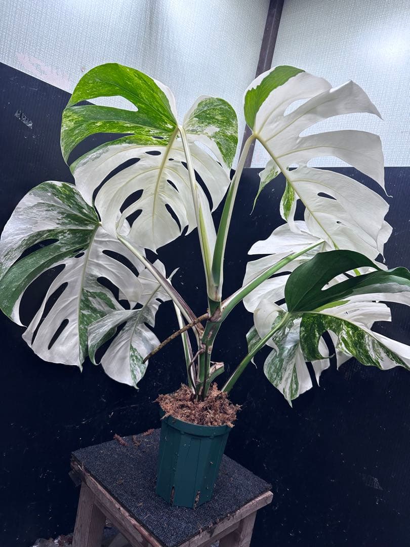 m*o様 斑入りモンステラ ホワイトタイガー極美大株77cm白斑多