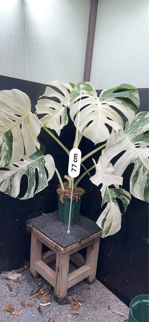 m*o様 斑入りモンステラ ホワイトタイガー極美大株77cm白斑多
