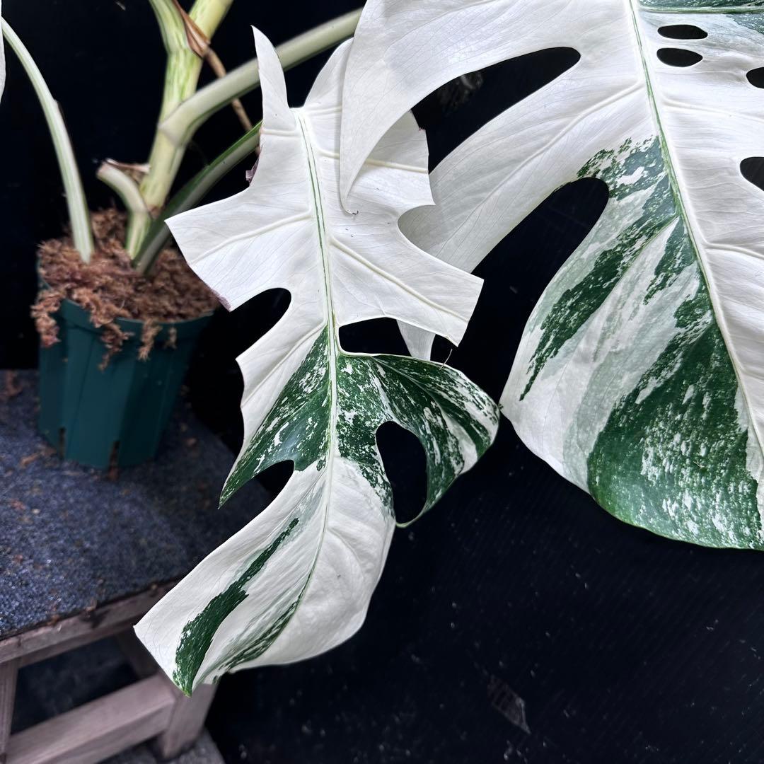 m*o様 斑入りモンステラ ホワイトタイガー極美大株77cm白斑多