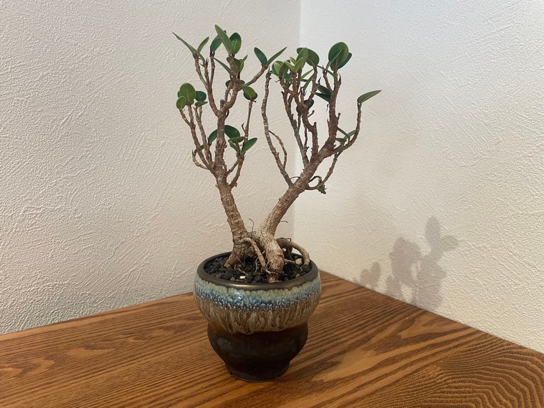 パンダガジュマル　鉢付き