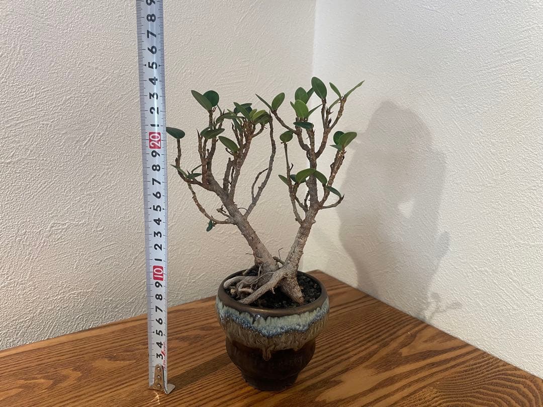 パンダガジュマル　鉢付き