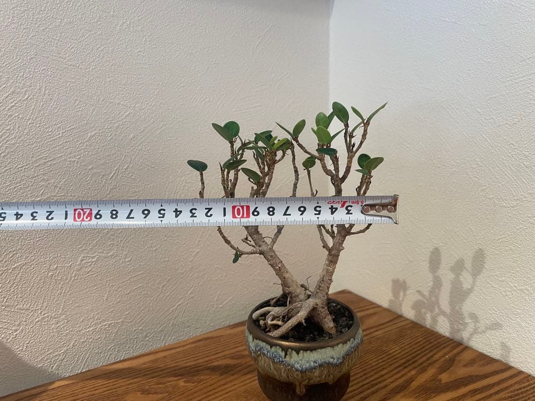 パンダガジュマル　鉢付き