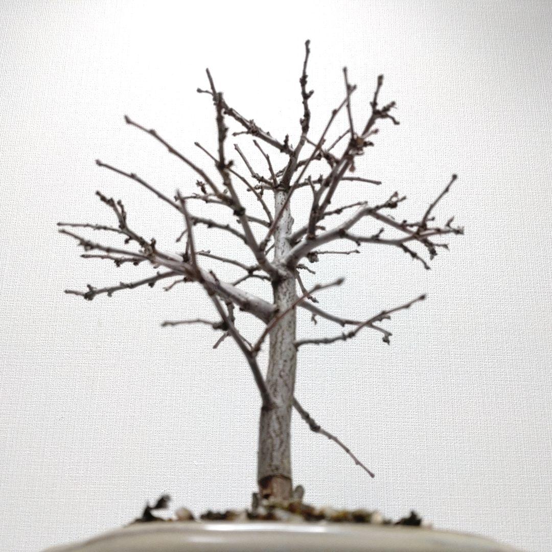 寒樹花梨（カリン）盆栽 SS018