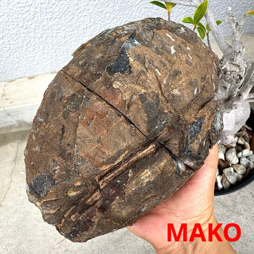 M1961☆カルサイト共生水晶ジオード2.8Kg☆天然石　原石☆N50711