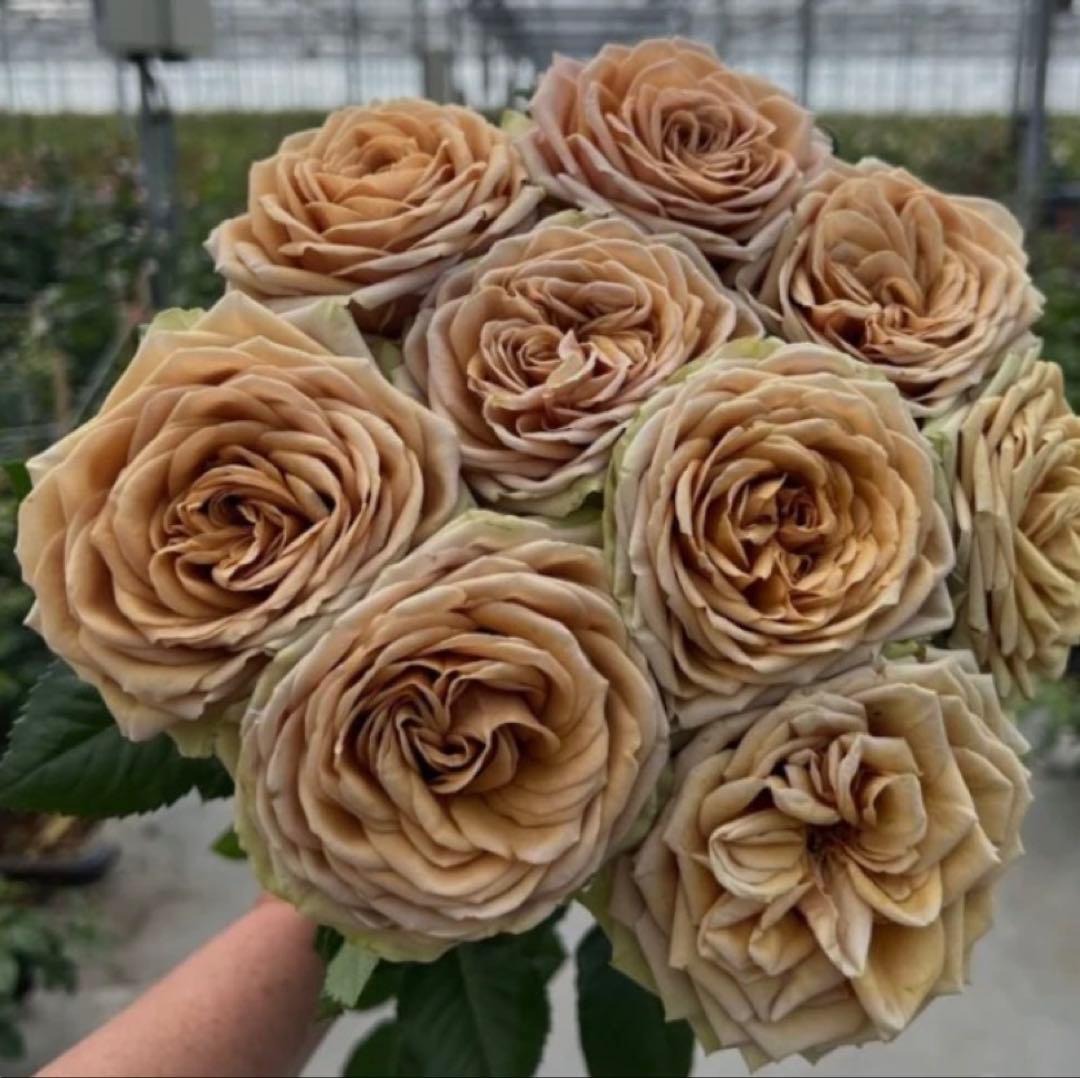 バラ苗　薔薇　人気品種　接木新苗