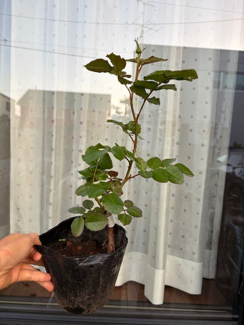 バラ苗　薔薇　人気品種　接木新苗