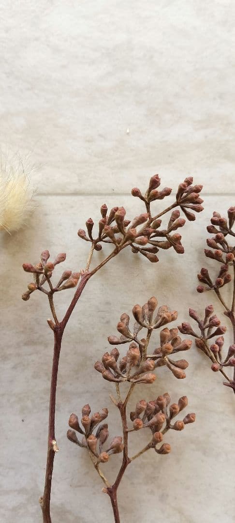 ミニサイズのドライフラワー　小箱No.１８６　セピア　茎つき