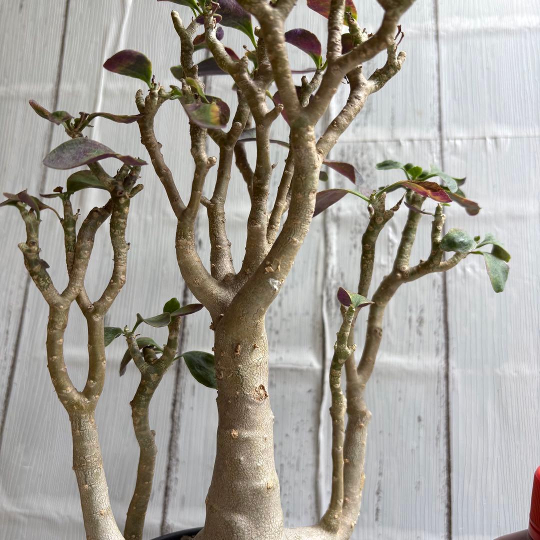 【極上】特選　オトンナ　トリプリネルビア　鉢ごと発送　※3/8撮影