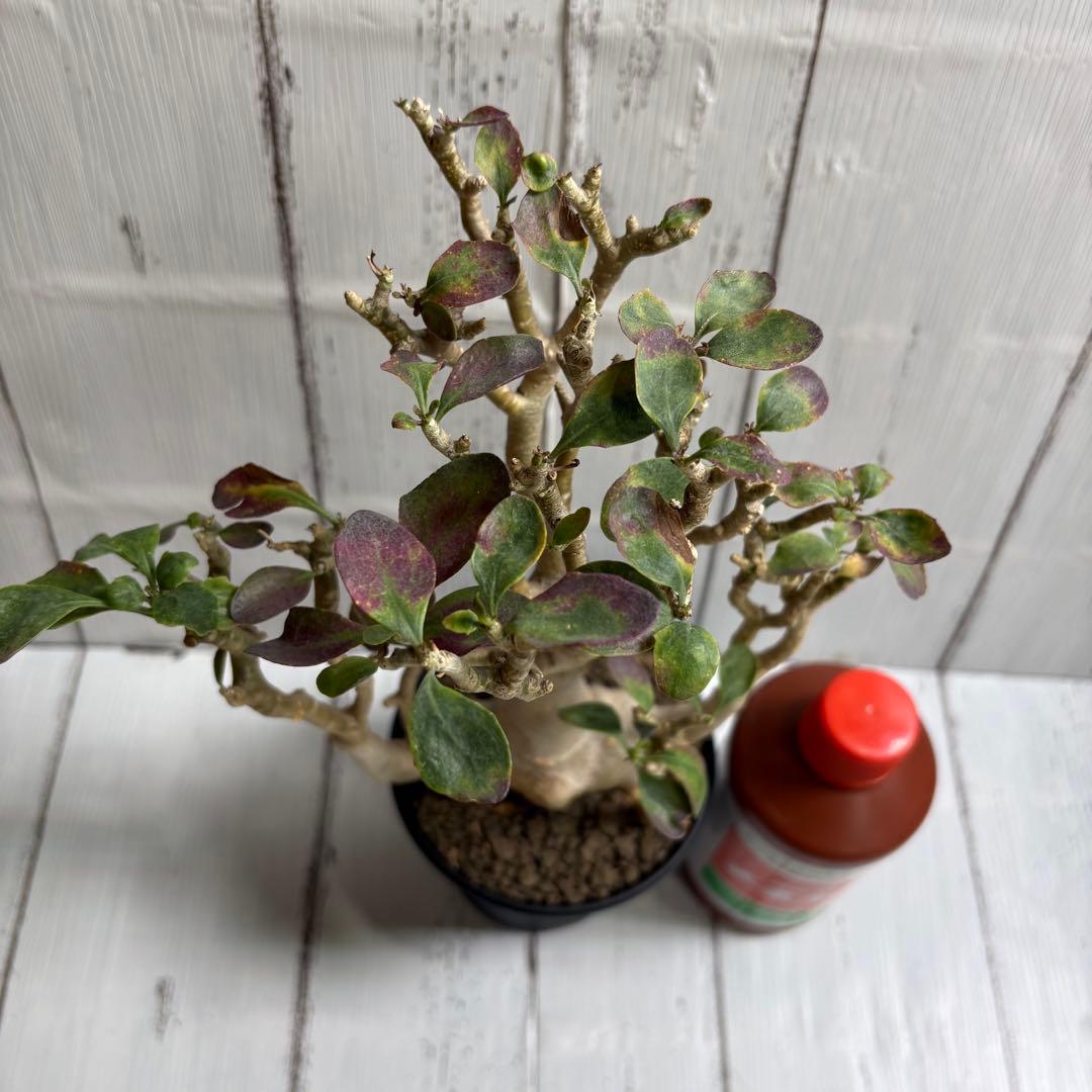 【極上】特選　オトンナ　トリプリネルビア　鉢ごと発送　※3/8撮影