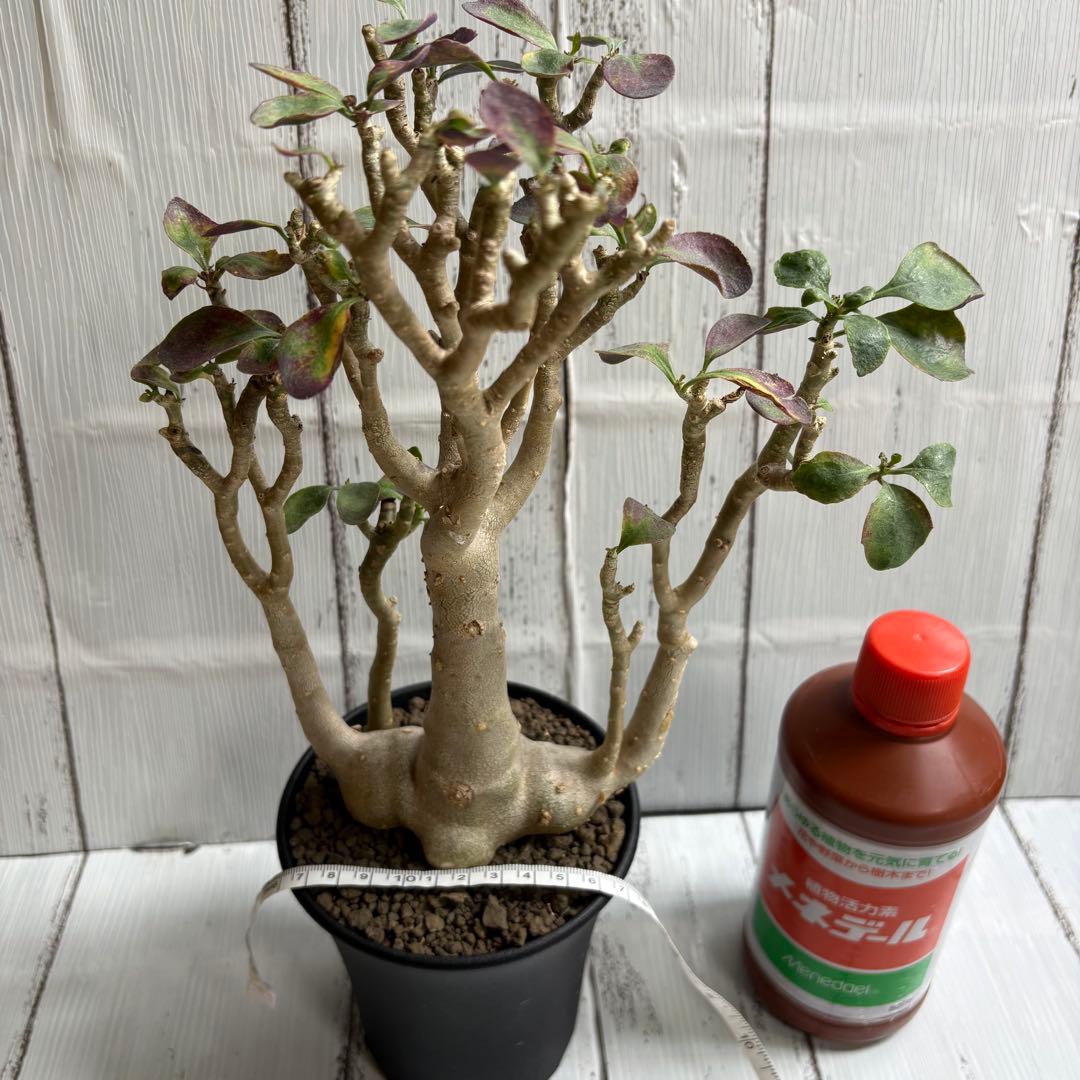 【極上】特選　オトンナ　トリプリネルビア　鉢ごと発送　※3/8撮影