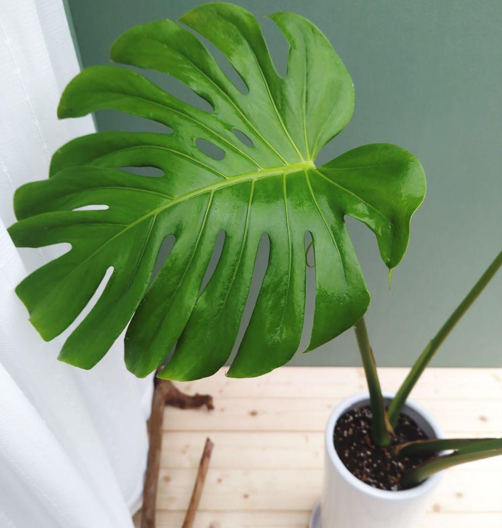 あき！モンステラ デリシオーサ ７号 ロング 《現品》