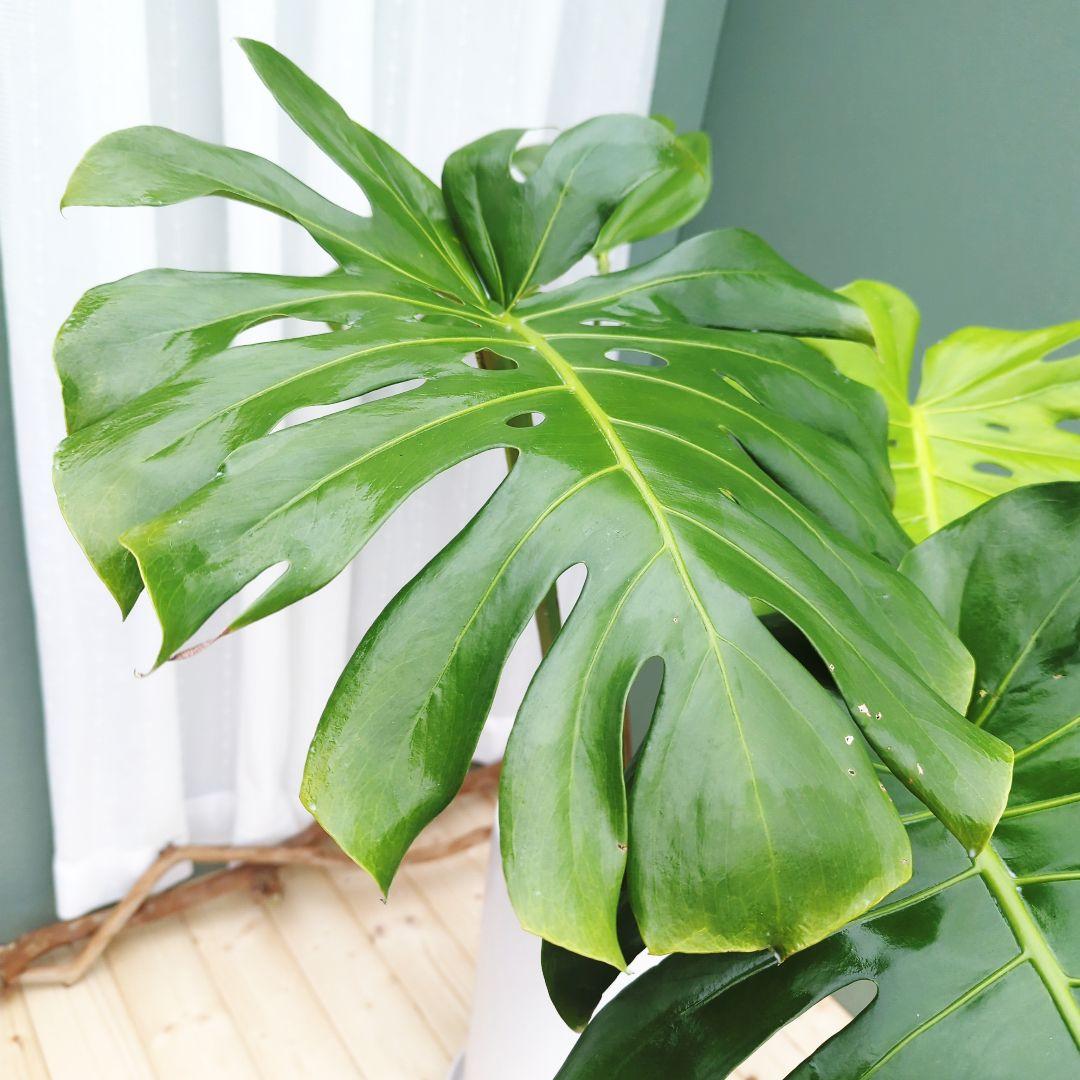 あき！モンステラ デリシオーサ ７号 ロング 《現品》