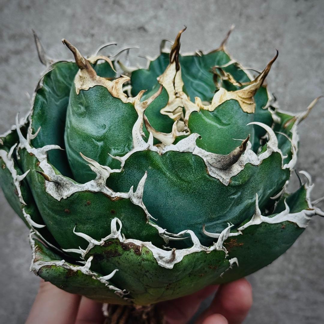 ぺ*い様 多肉植物・アガベ・チタノタ・スーパー白鯨【特選】　球型株